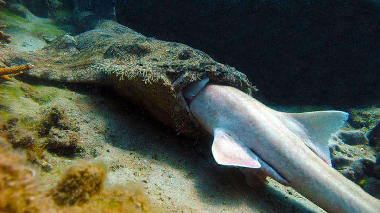 The Tasselled Wobbegong Shark’s Powerful Jaws