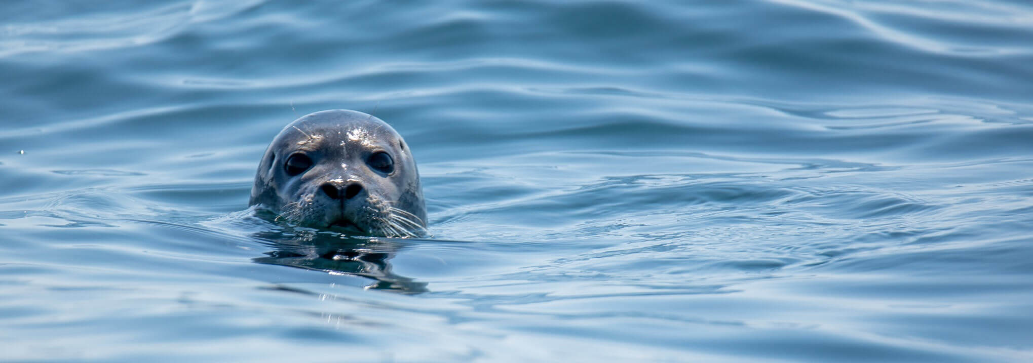 Seal Slapping Kayaker