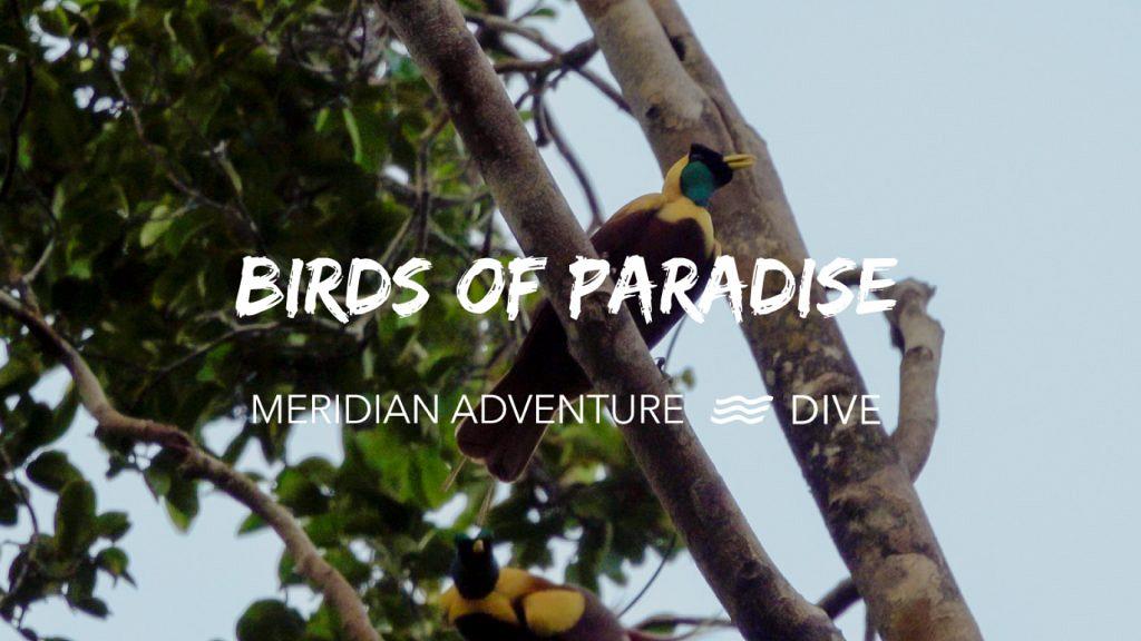 BIRDS OF PARADISE SOUND VIDEO