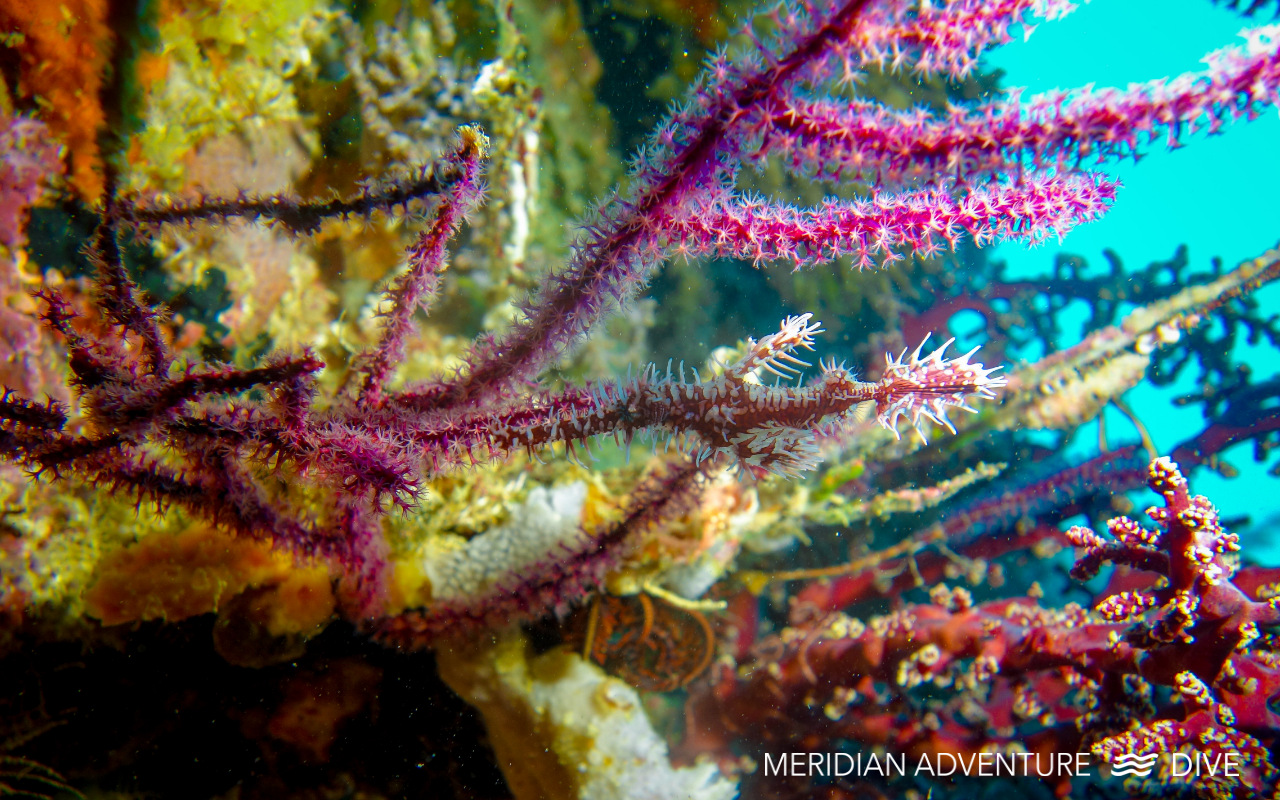 A close-up of an ornate ghost pipefish camouflaged in purple coral