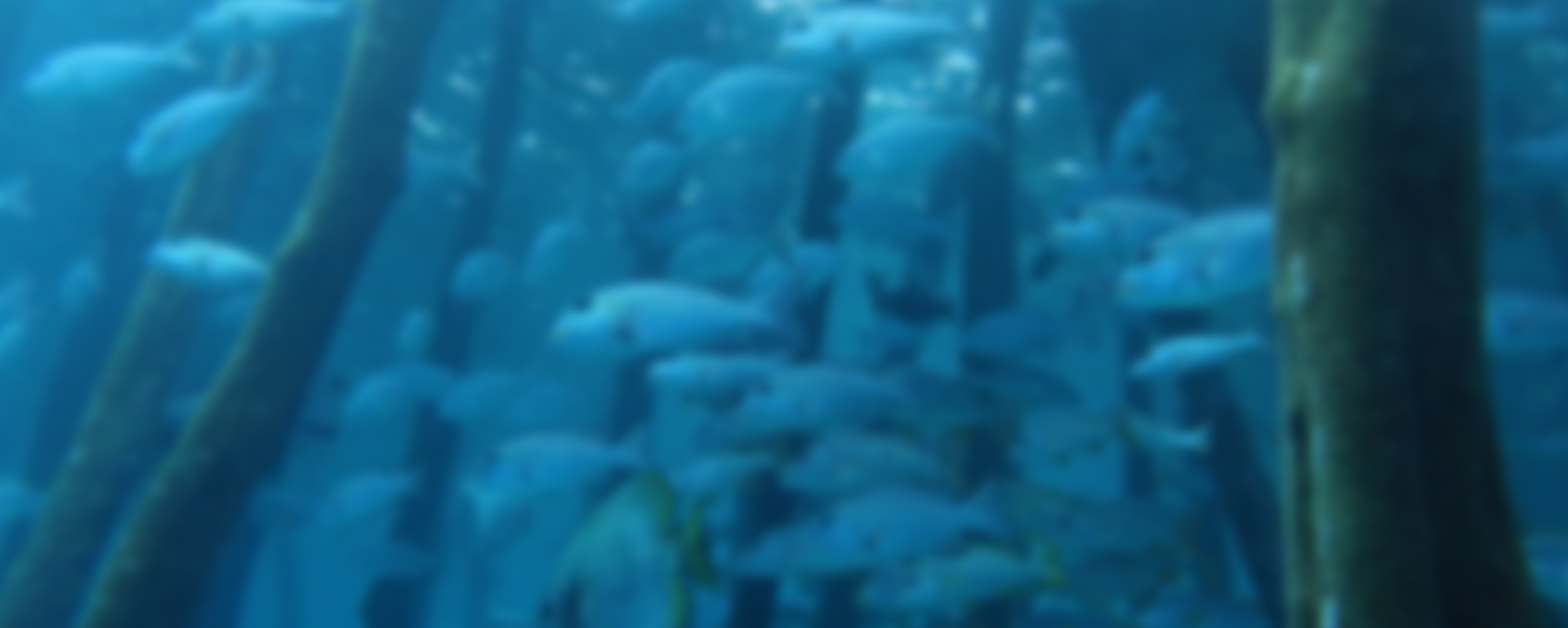 Local Guide to Raja Ampat Dive Sites: Yenbuba Jetty