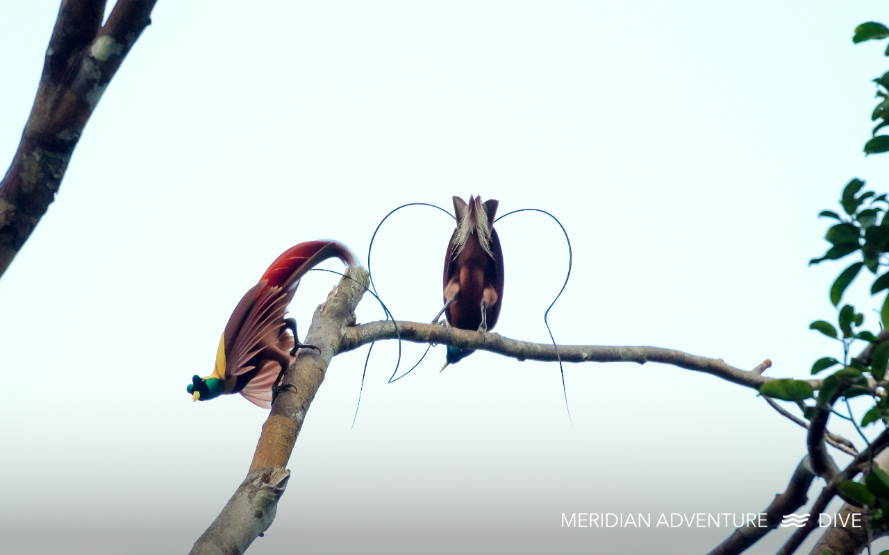 Two birds-of-paradise perched on a tree branch