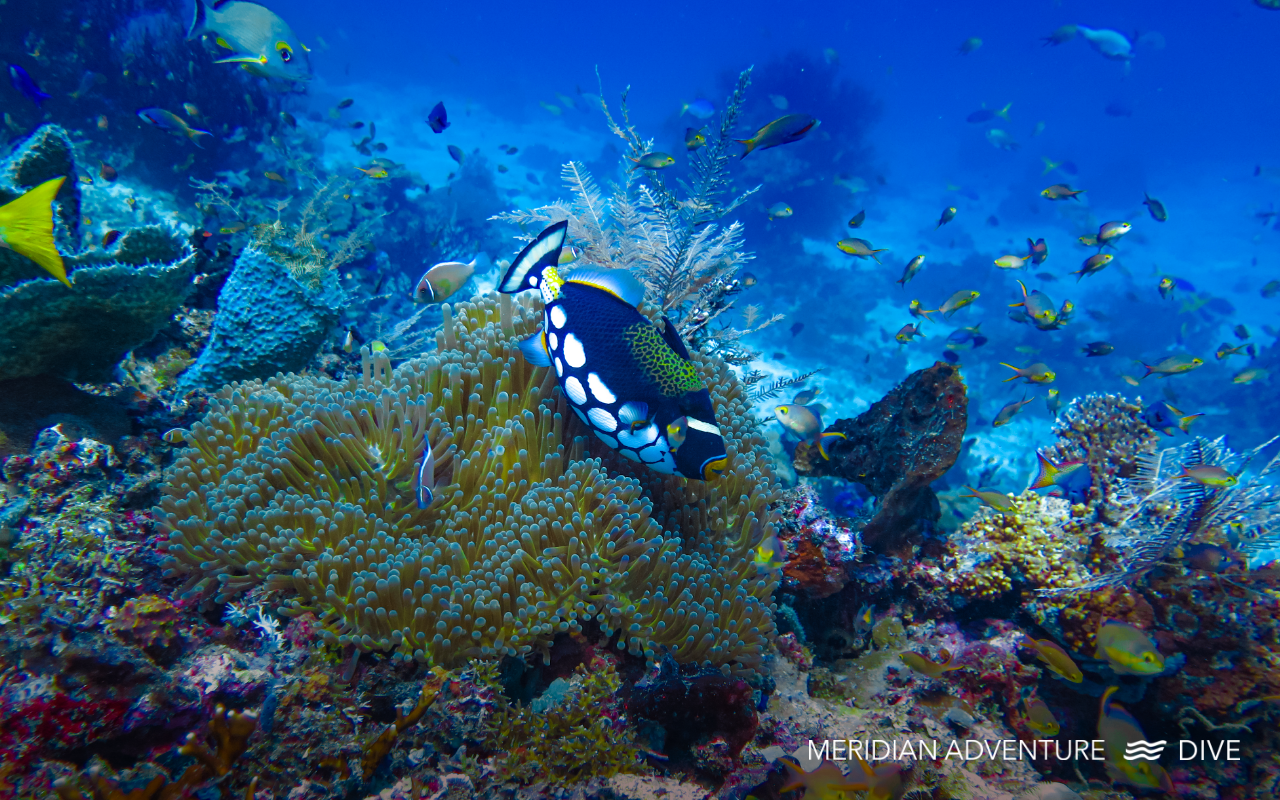 Clown Triggerfish on the Reef