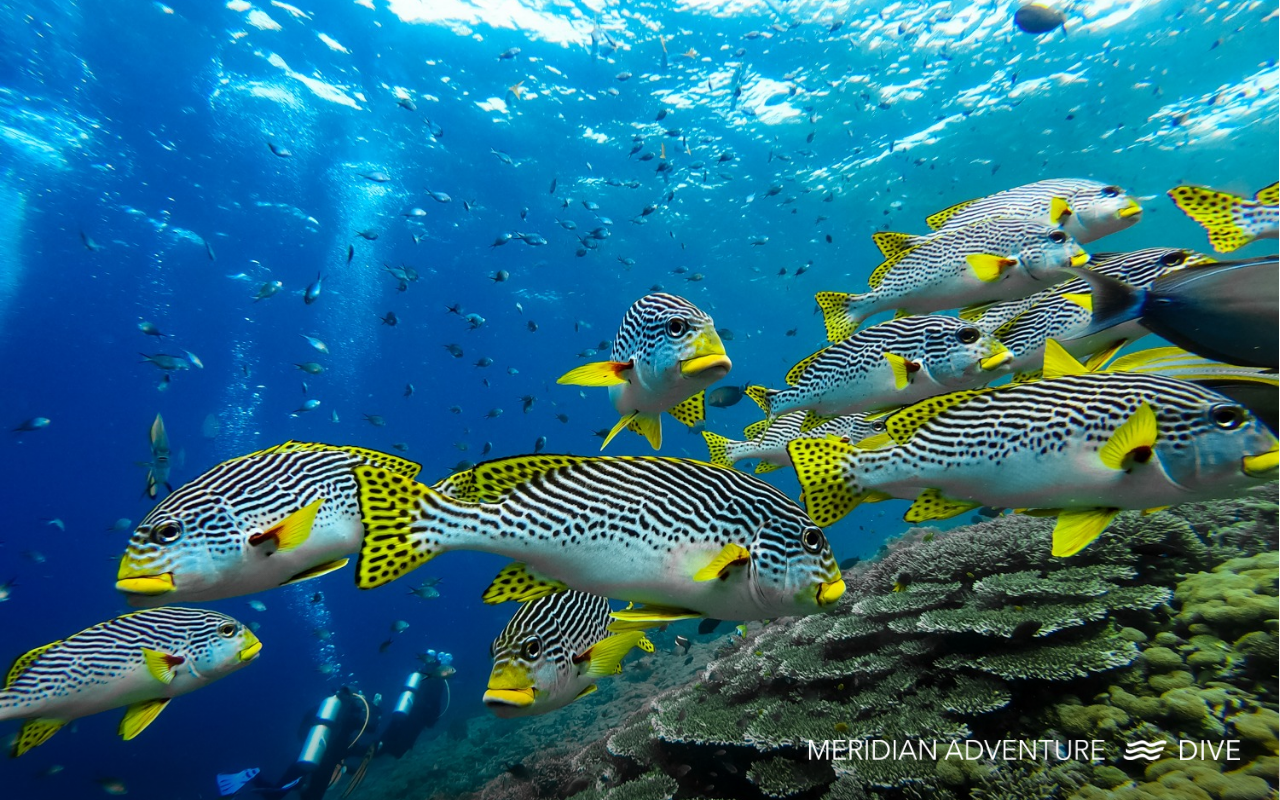 Diving with Sweetlips in Raja Ampat