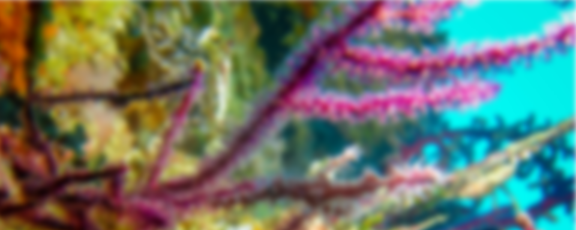 The Ultimate Guide to Coral Reefs in Raja Ampat
