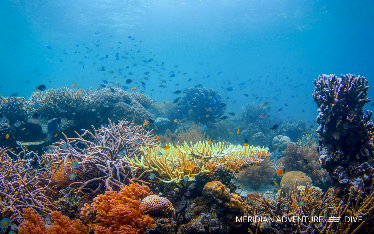 Large leather coral formation surrounded by reef fish in clear blue waters of Raja Ampat – Meridian Adventure Dive