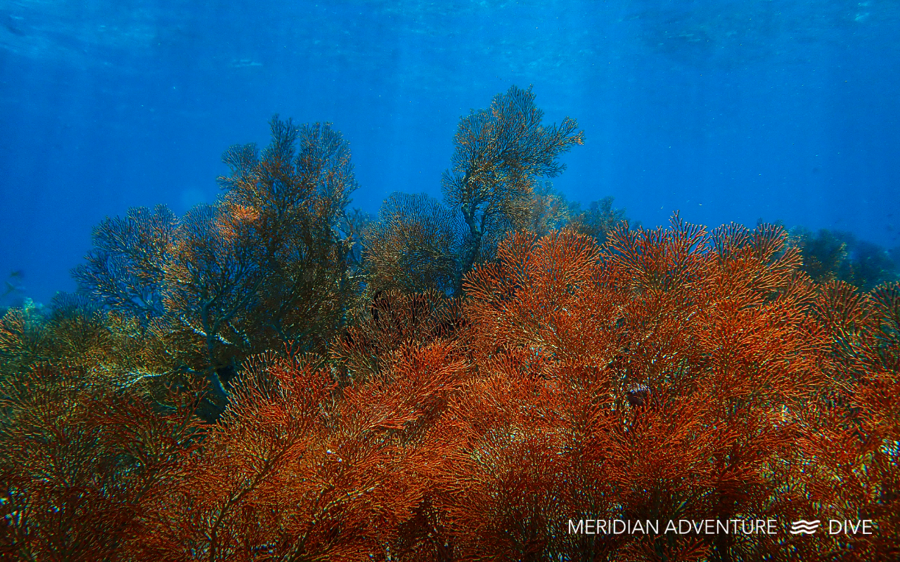 Dense orange sea fan coral forest under clear blue water in Raja Ampat, Indonesia – Meridian Adventure Dive coral reef conservation