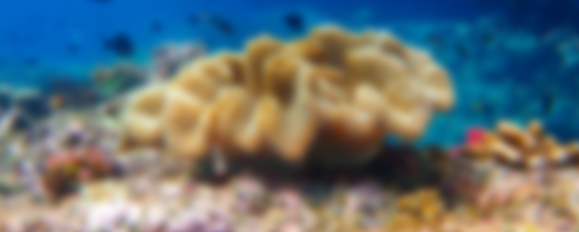 Why Raja Ampat’s Coral Reefs Are the Healthiest on Earth —and the Ultimate Eco-Diving Adventure You’ll Never Forget