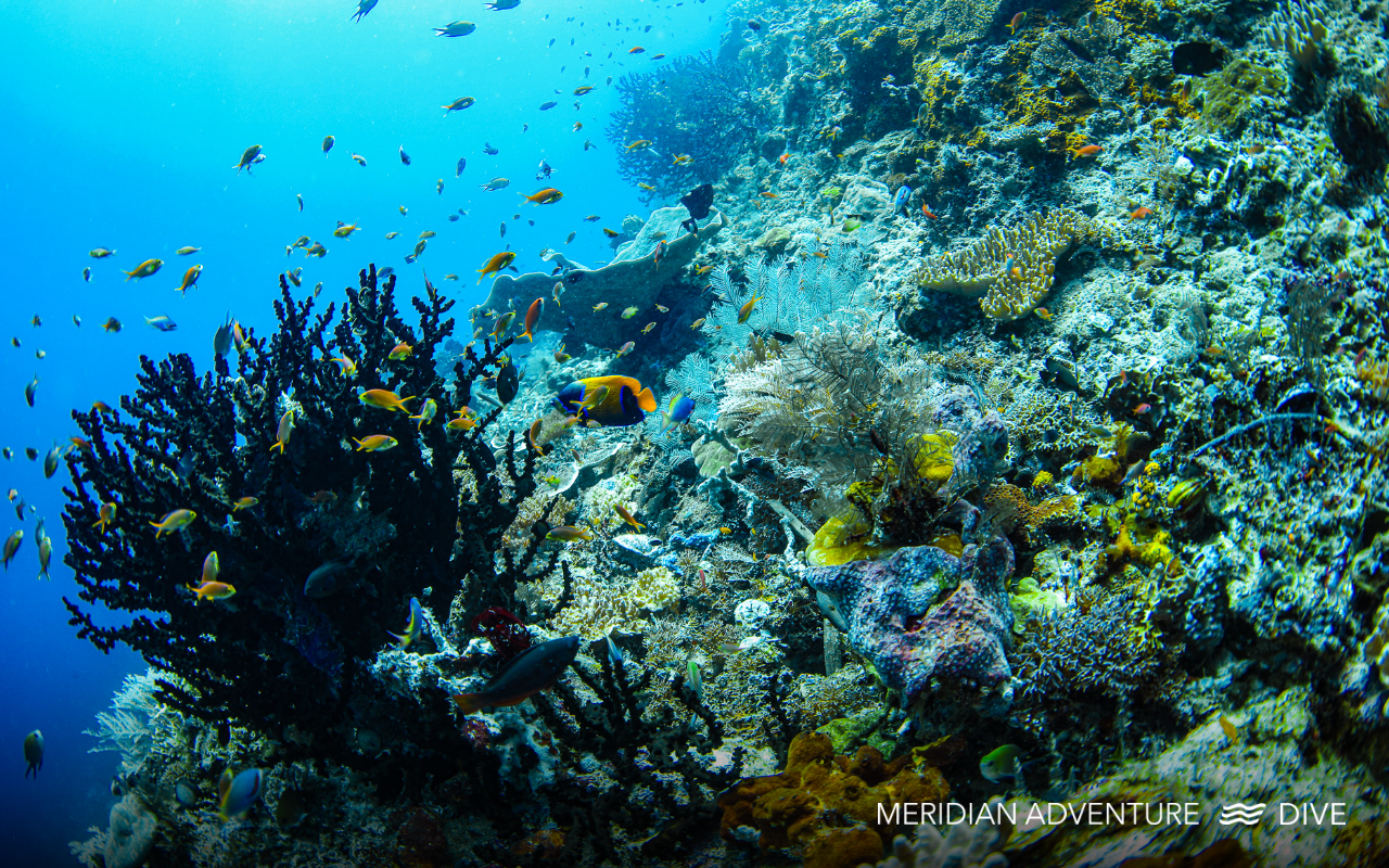 A vibrant coral reef in Raja Ampat with colourful fish swimming around branching corals in clear blue water.