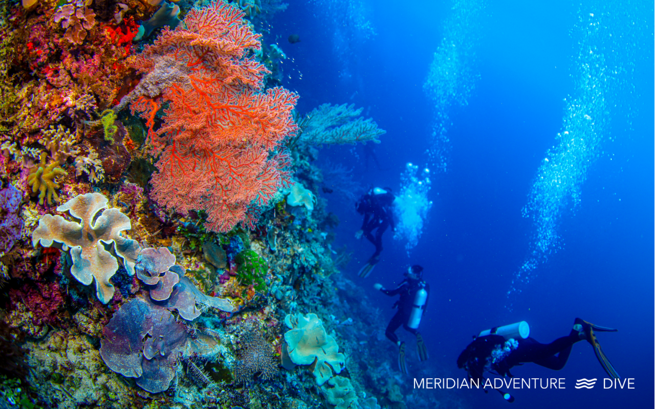 Scuba divers exploring vibrant coral reef with colourful soft corals and sea fans in deep blue water in Raja Ampat