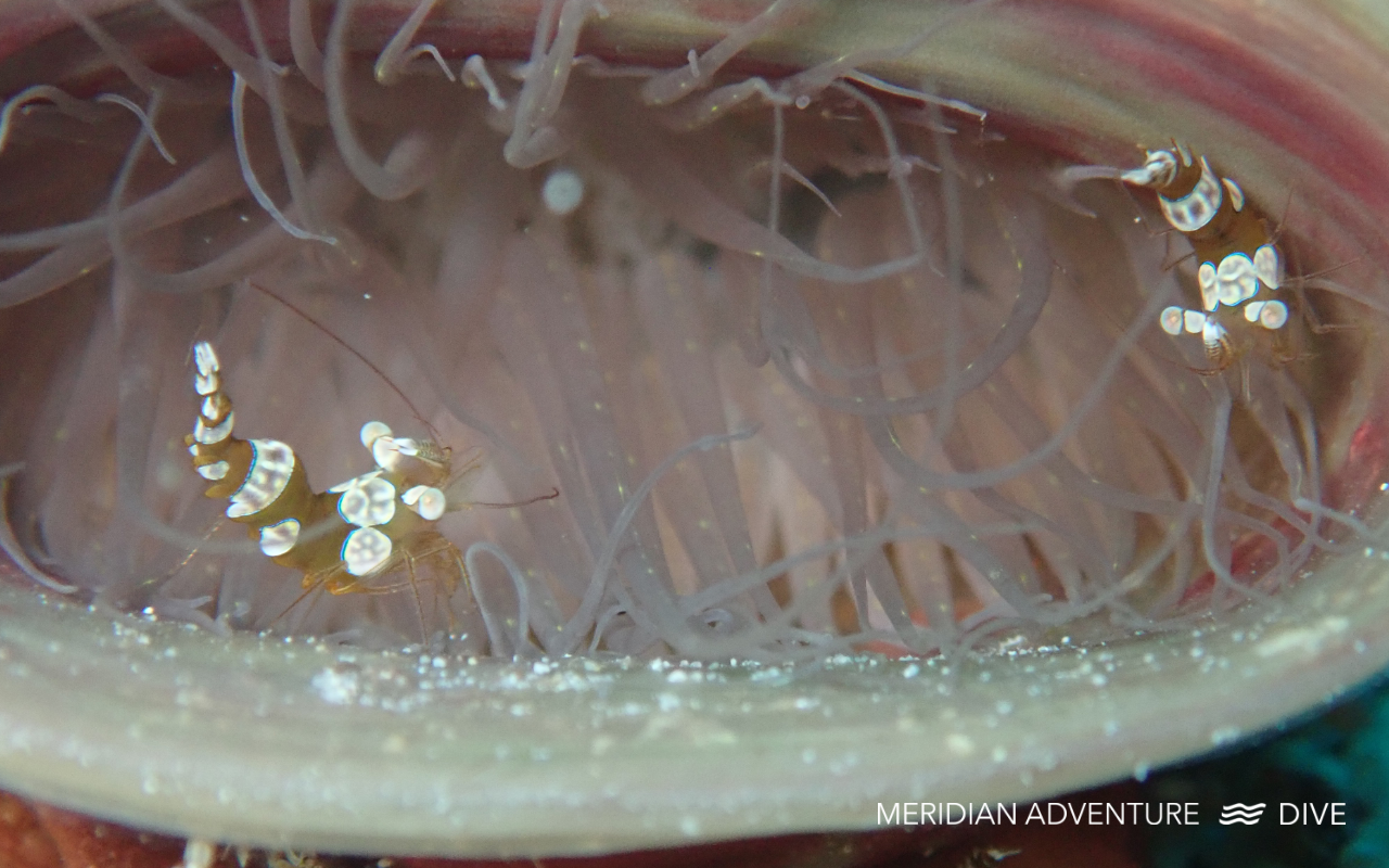Anemone Shrimp (Periclimenes brevicarpalis) photographed on a coral reef in Raja Ampat