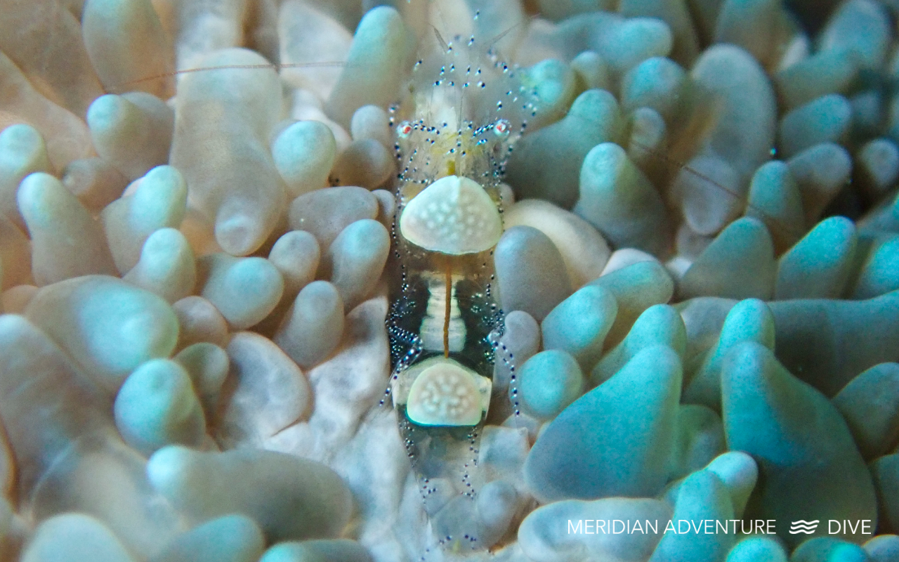Glass Anemone Shrimp living among sea anemone tentacles on a Raja Ampat reef
