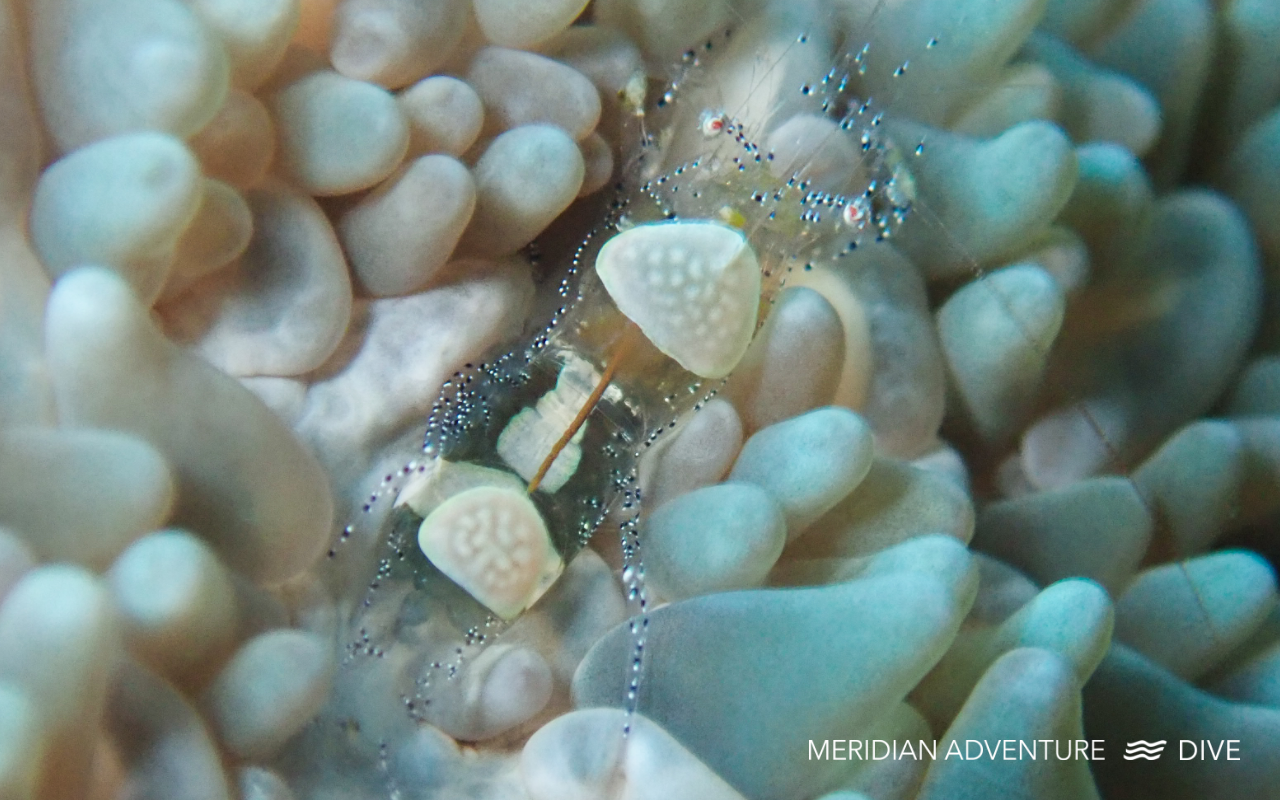 Anemone Shrimp (Periclimenes brevicarpalis) photographed on a coral reef in Raja Ampat