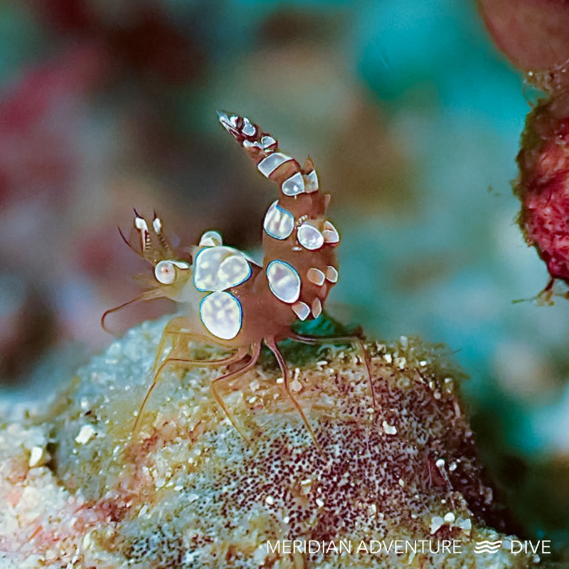 Anemone Shrimp (Periclimenes brevicarpalis) photographed on a coral reef in Raja Ampat