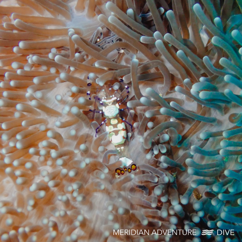 Anemone Shrimp (Periclimenes brevicarpalis) photographed on a coral reef in Raja Ampat