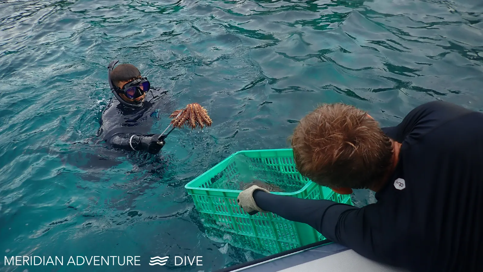 Drupella snail removal to protect coral reefs in Raja Ampat
