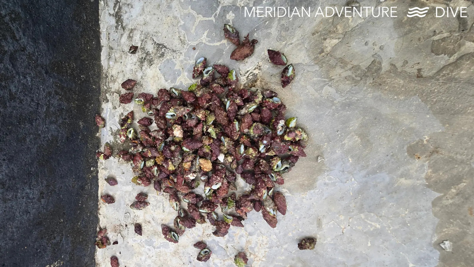 Crown of Thorns removal during reef conservation in Raja Ampat