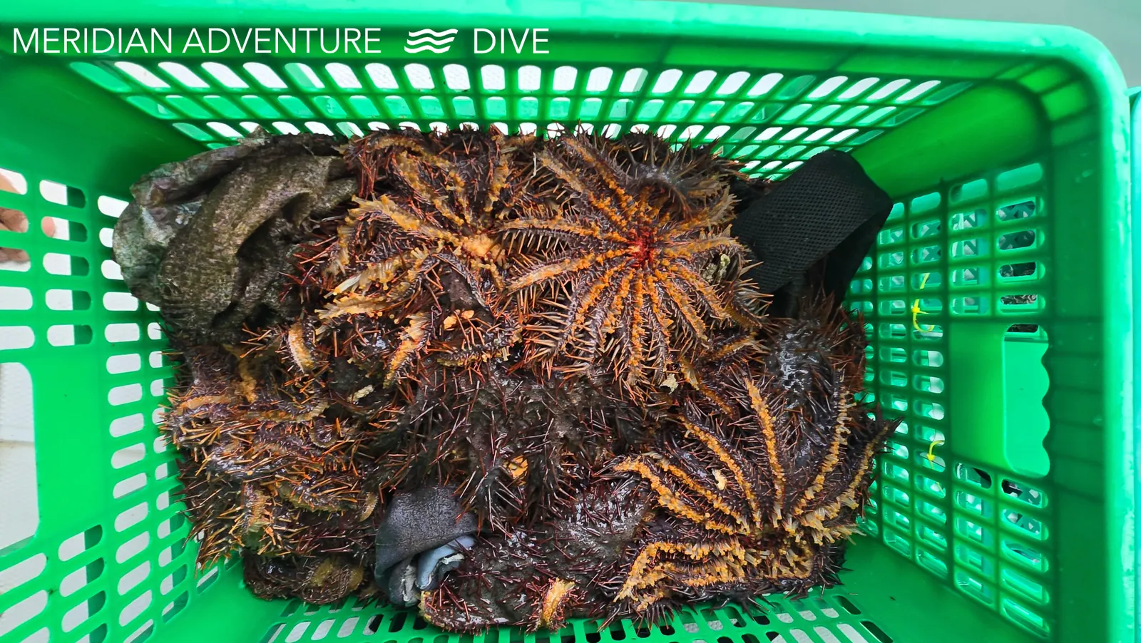 Reef restoration work in Raja Ampat