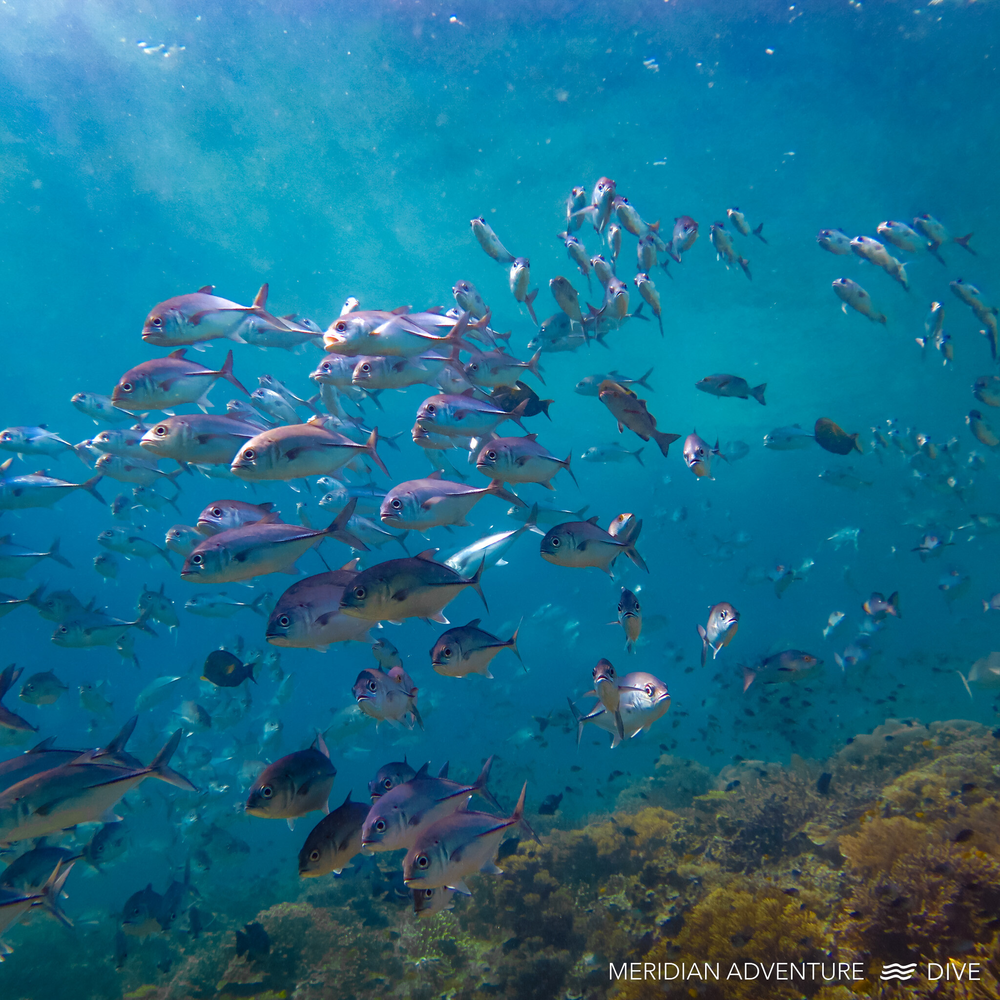 Schooling fish at Blue Magic dive site Raja Ampat (Dampier Strait)