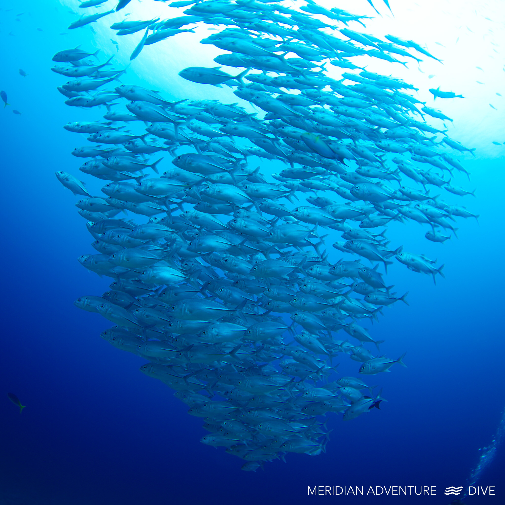 Schooling fish at Blue Magic dive site Raja Ampat (Dampier Strait)