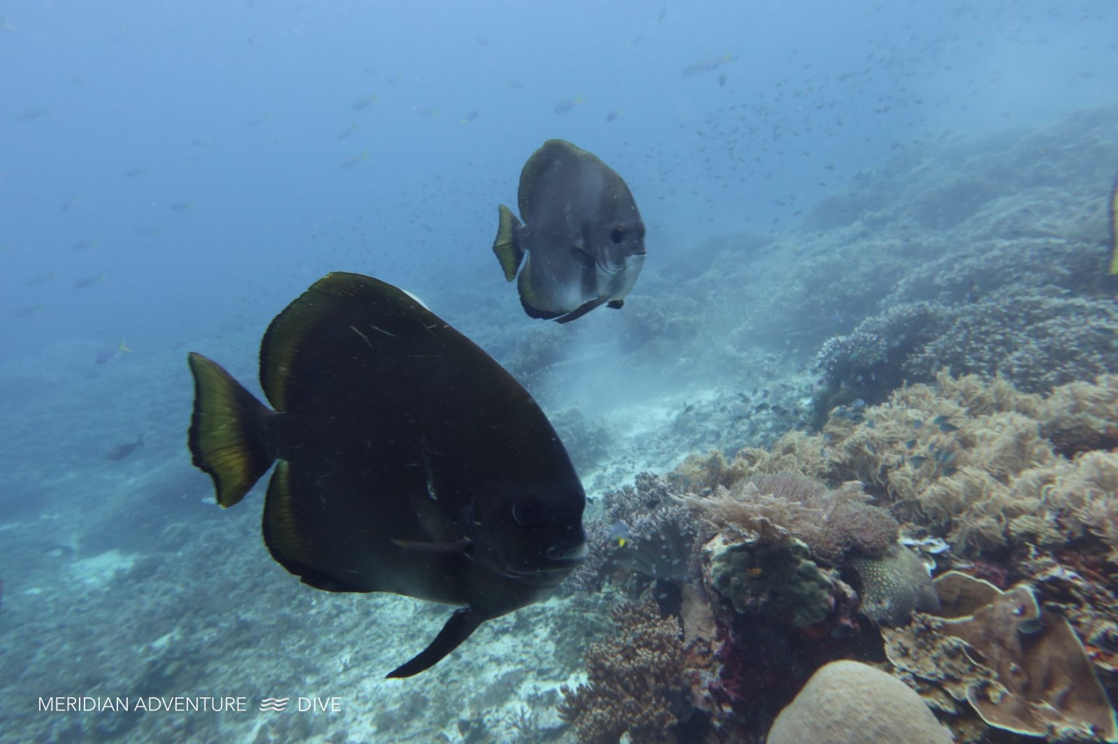 Long-fin batfish in Raja Ampat, branded Meridian Adventure Dive image 2