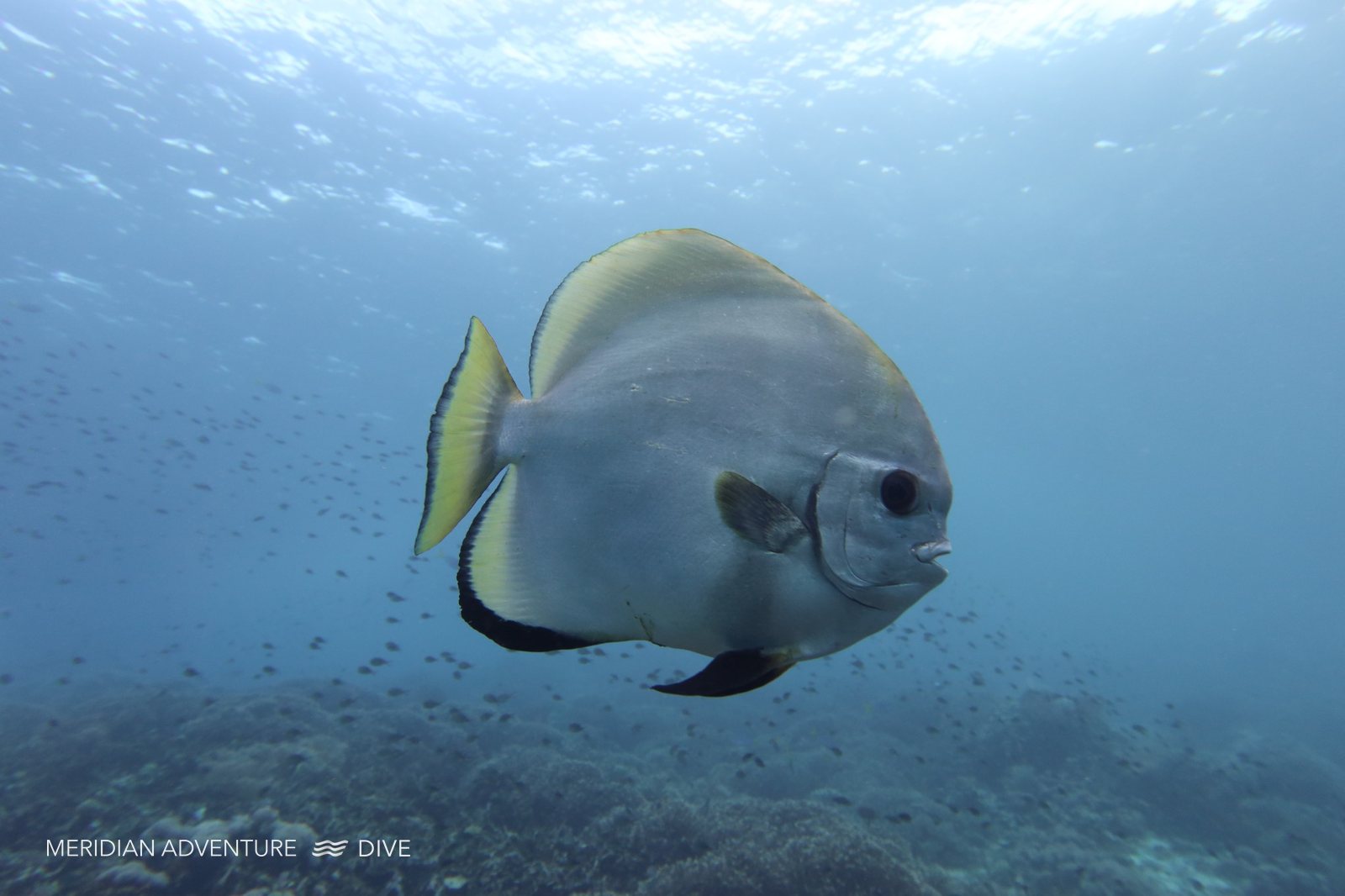 Long-fin batfish in Raja Ampat