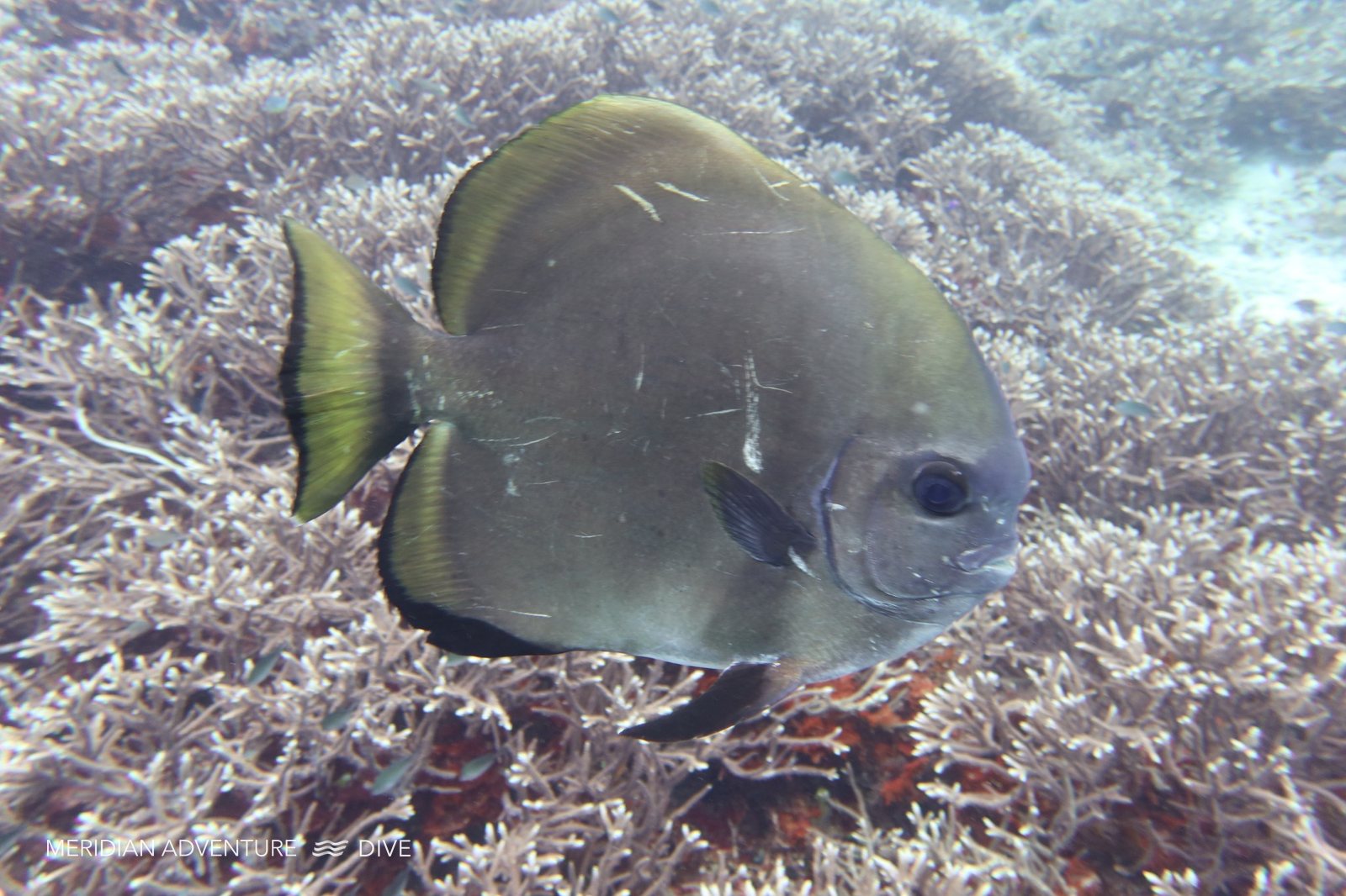 Long-fin batfish in Raja Ampat