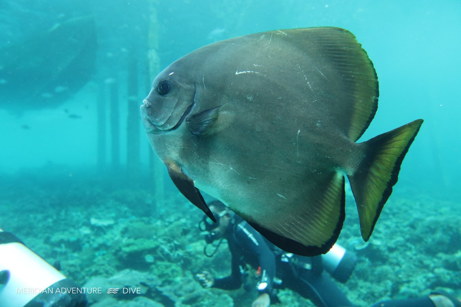 Long-fin batfish in Raja Ampat
