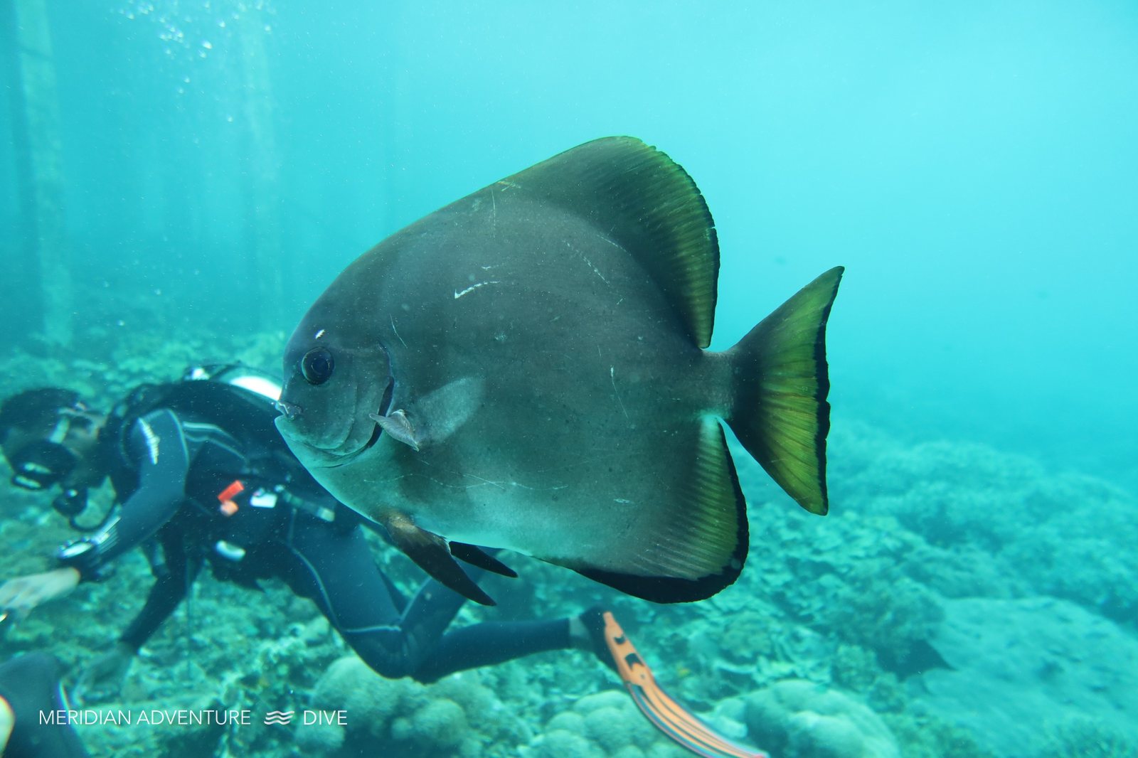 Long-fin batfish in Raja Ampat