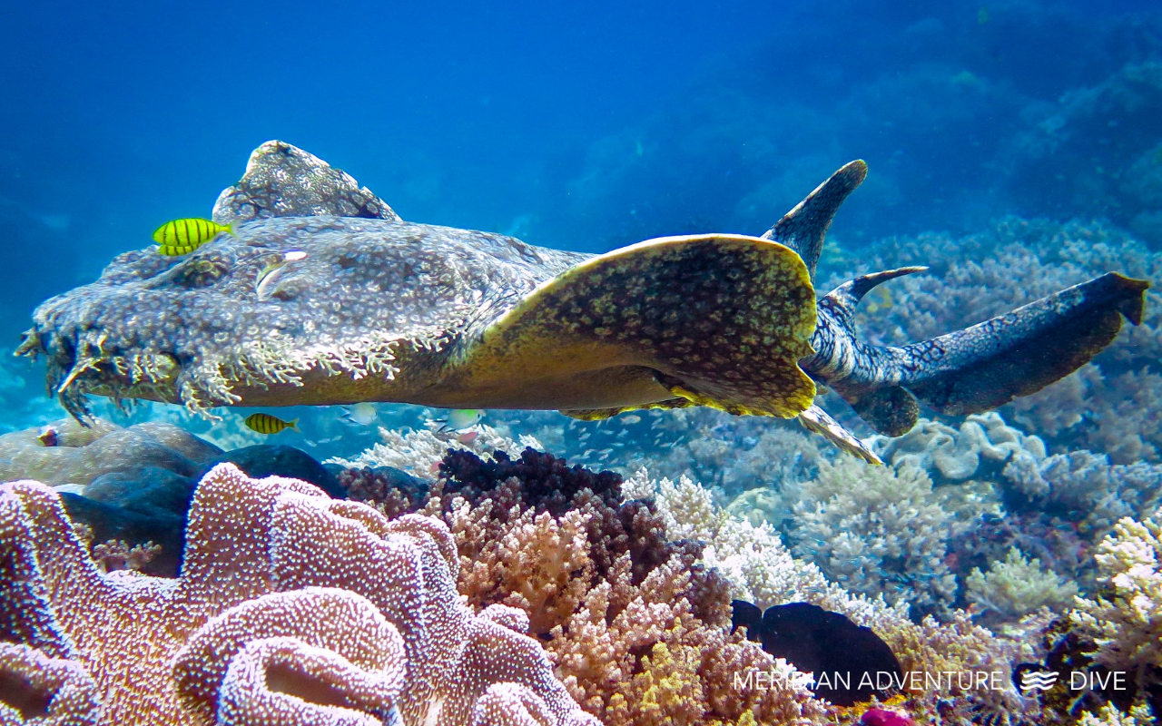 wobbegong shark or carpet shark swimming over coral reef in Raja Ampat