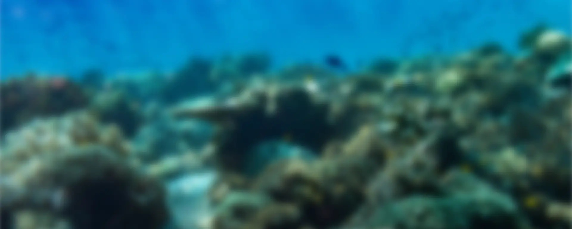 Raja Ampat Reef Restoration: Restoring Reefs Together