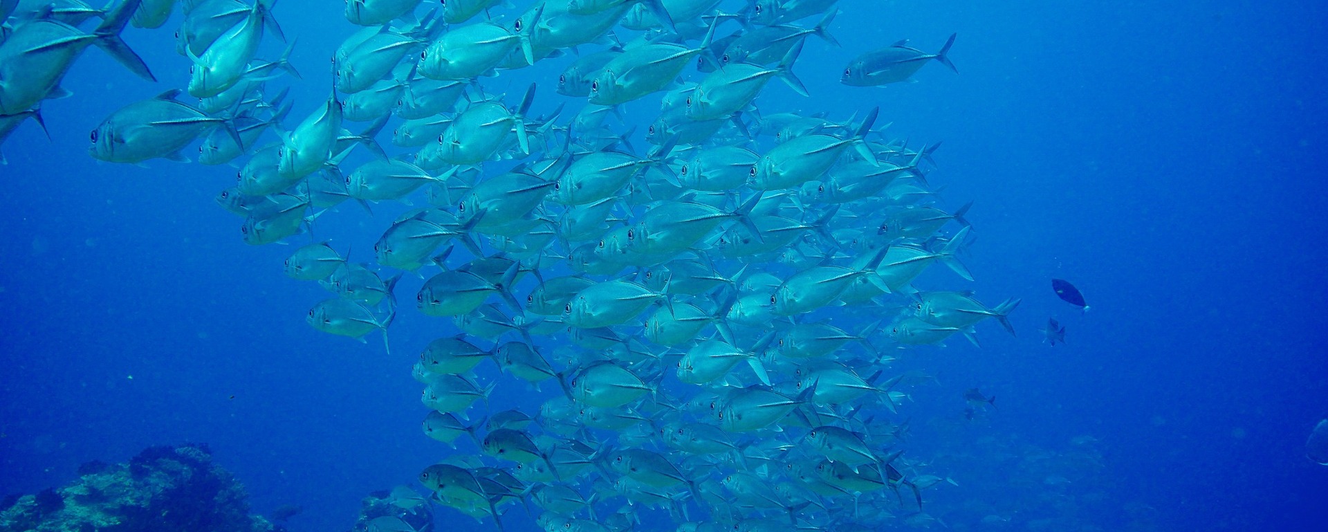 The Raja Ampat Creature Feature: Bigeye Trevally