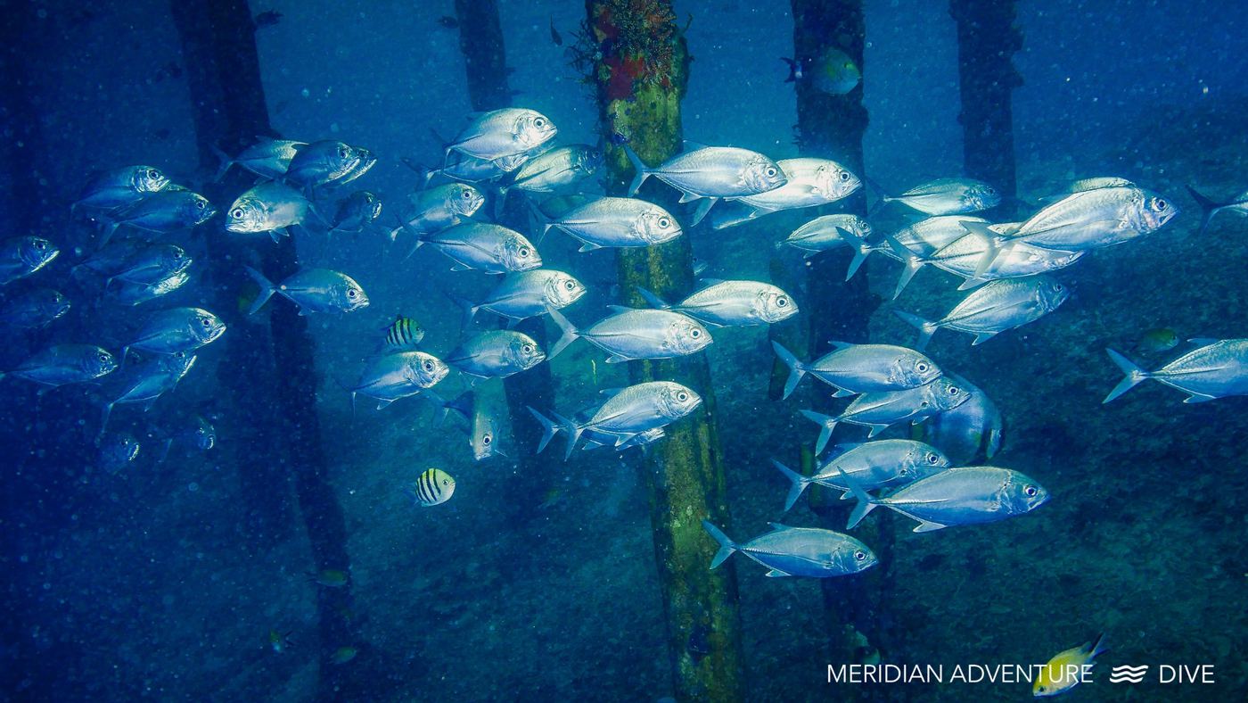 Bigeye trevally beneath jetty structures in Raja Ampat