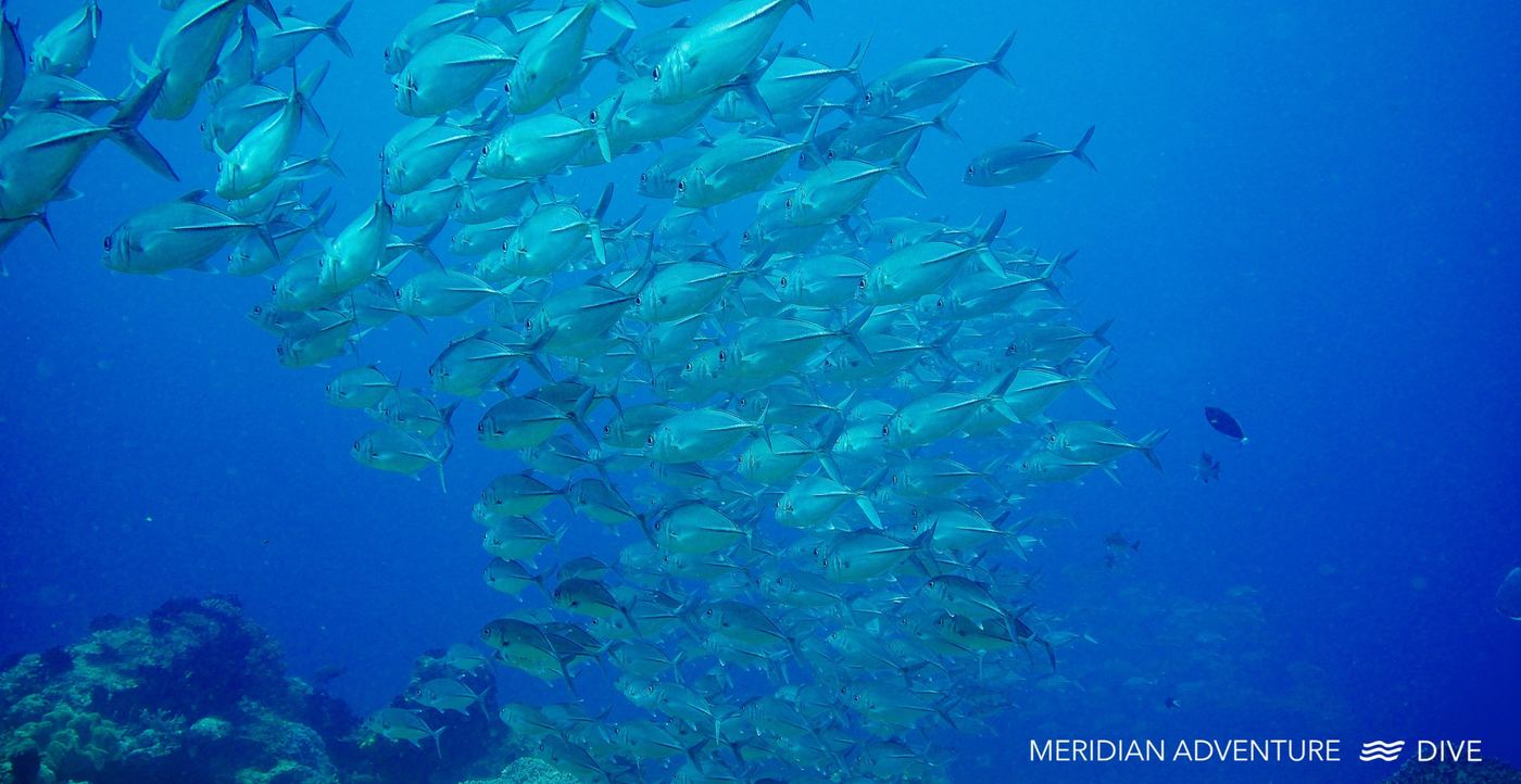 Bigeye trevally silhouette near the surface in Raja Ampat