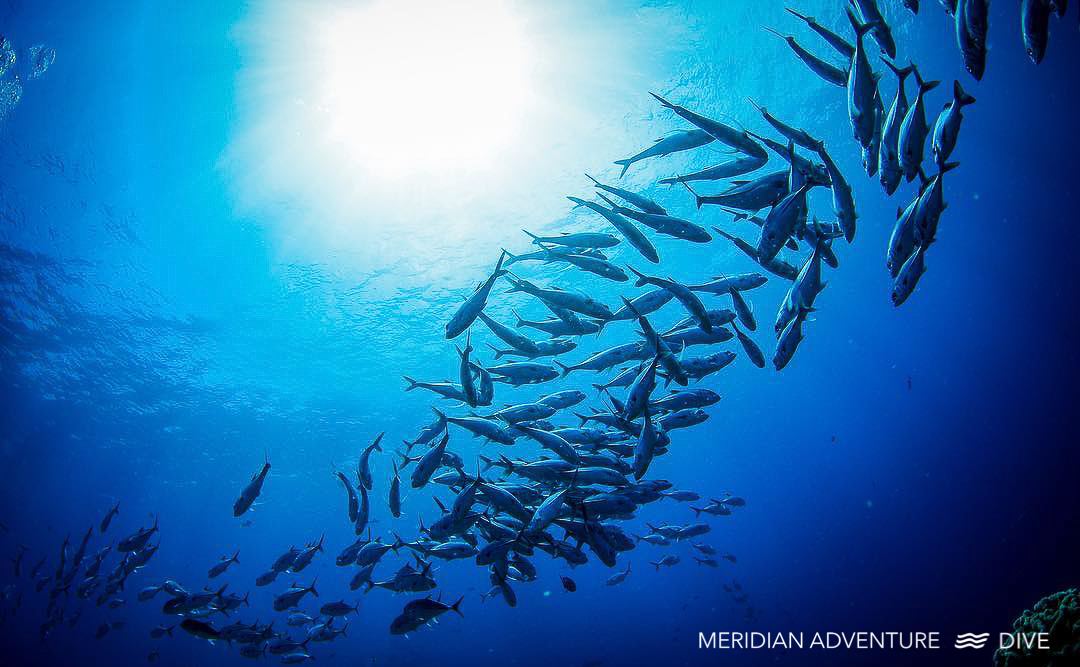 School of bigeye trevally in blue water in Raja Ampat