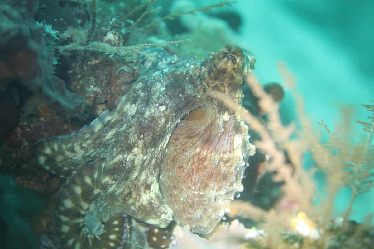 Coral reef and marine life at Mioskon dive site Raja Ampat