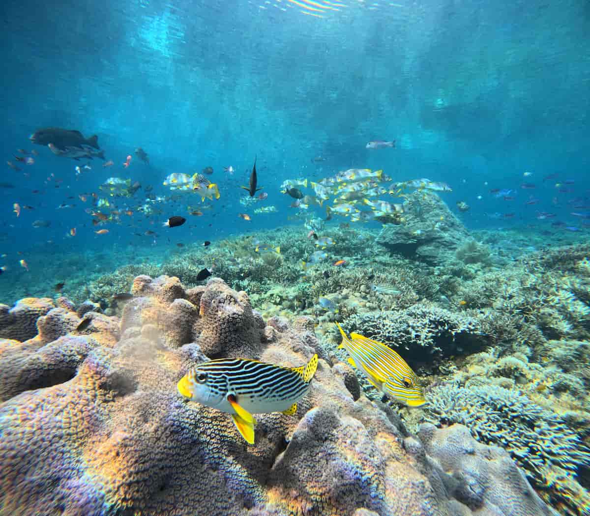 Raja Ampat reef scenery for snorkelling and beginner diving