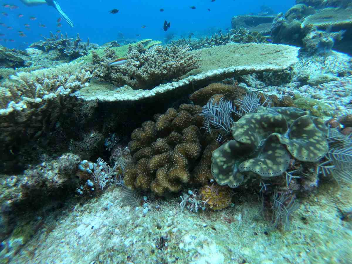 Scuba diver exploring Mioskon Raja Ampat dive site