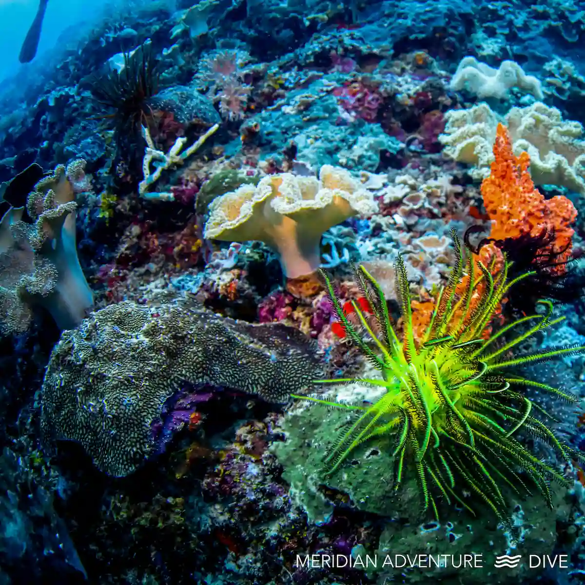 Sharks and schooling fish at Blue Magic dive site Raja Ampat