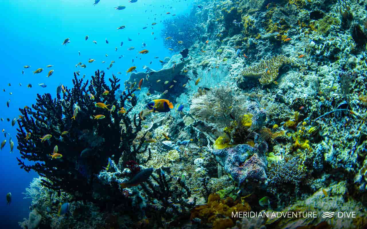 Vibrant coral reef in Raja Ampat with colourful fish swimming in clear blue water