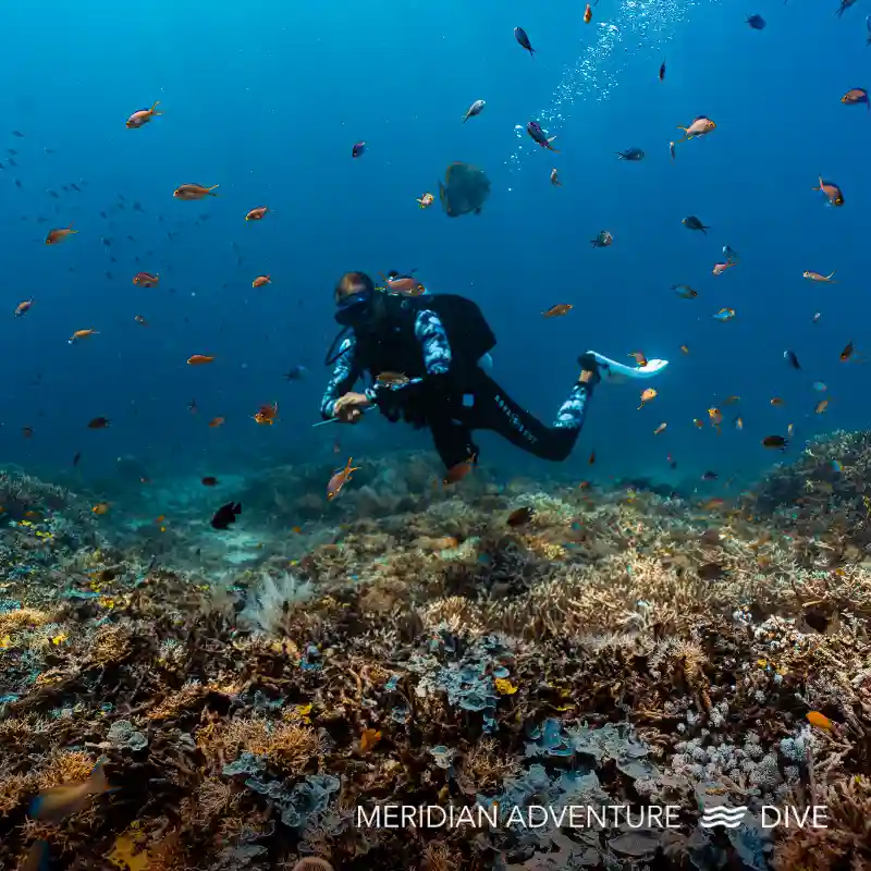 Blue Magic dive site Raja Ampat