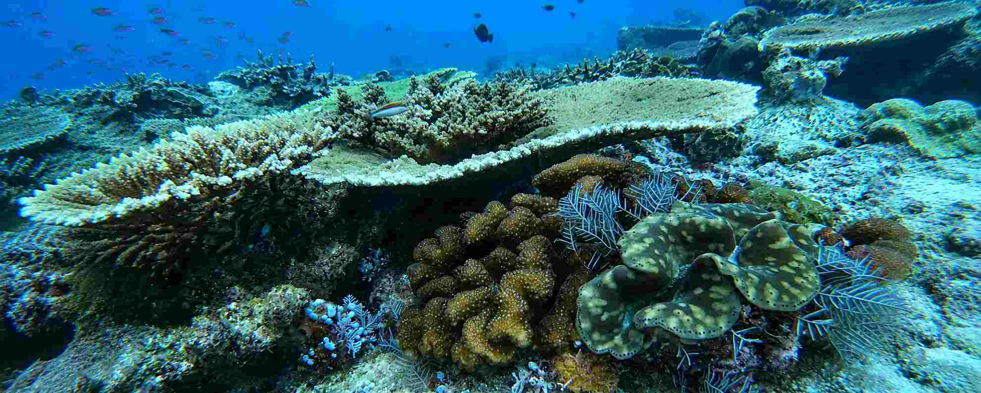 Mioskon island