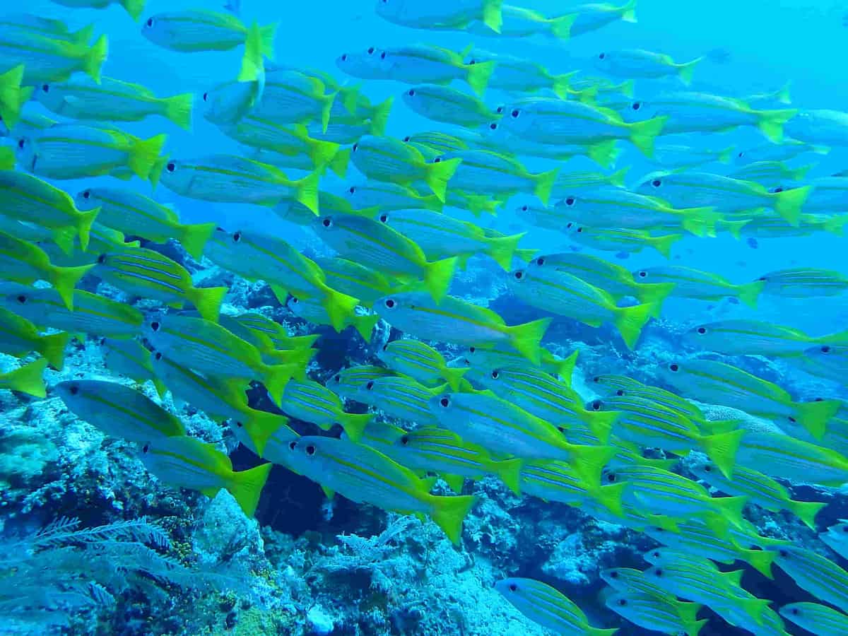 Mioskon Raja Ampat dive site reef near Meridian Adventure Dive Resort