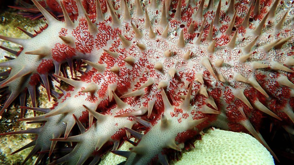 Crown of Thorns seastar and marine conservation in Raja Ampat