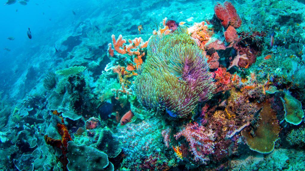 Marine conservation in Raja Ampat protecting healthy coral reefs and biodiversity