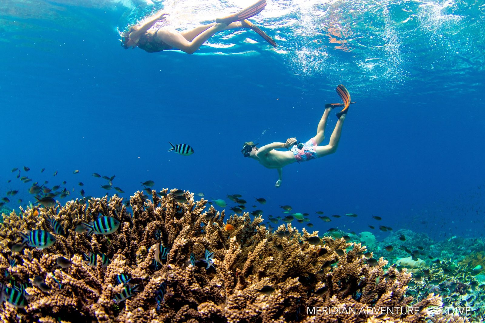 Snorkelling in Raja Ampat over a shallow coral garden with reef fish