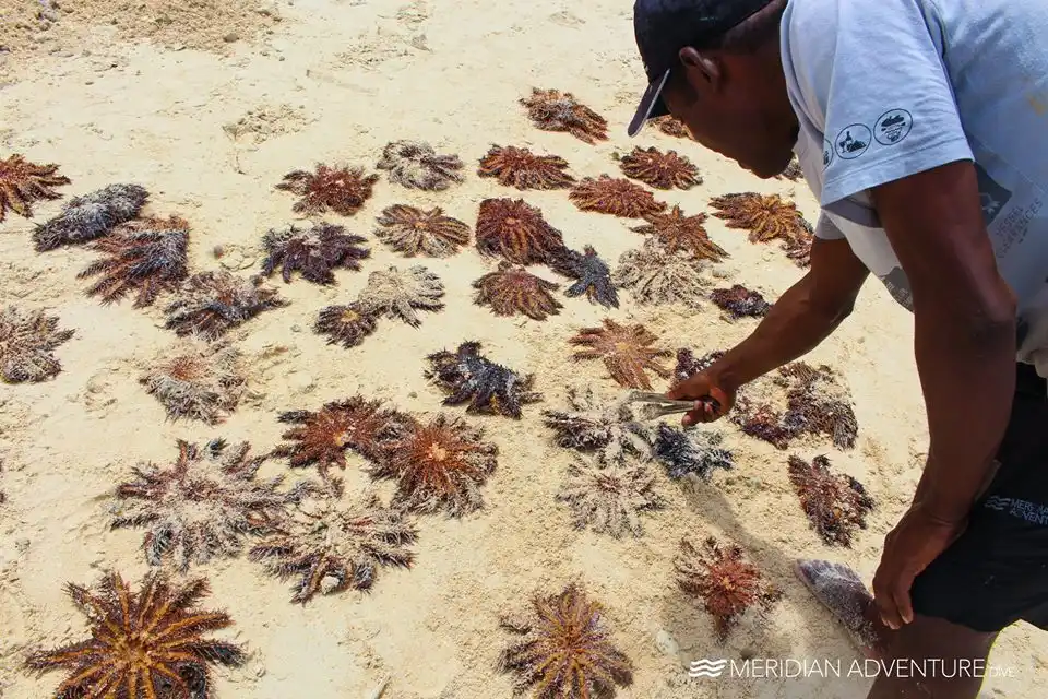 Removal of Crown of Thorns starfish in Indonesia