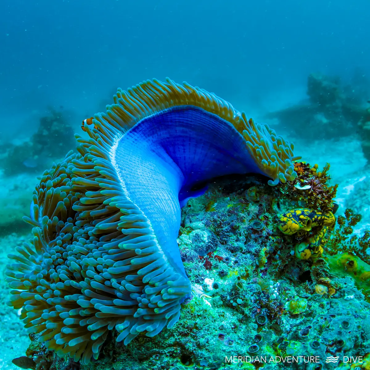 Detailed coral formation in Raja Ampat waters