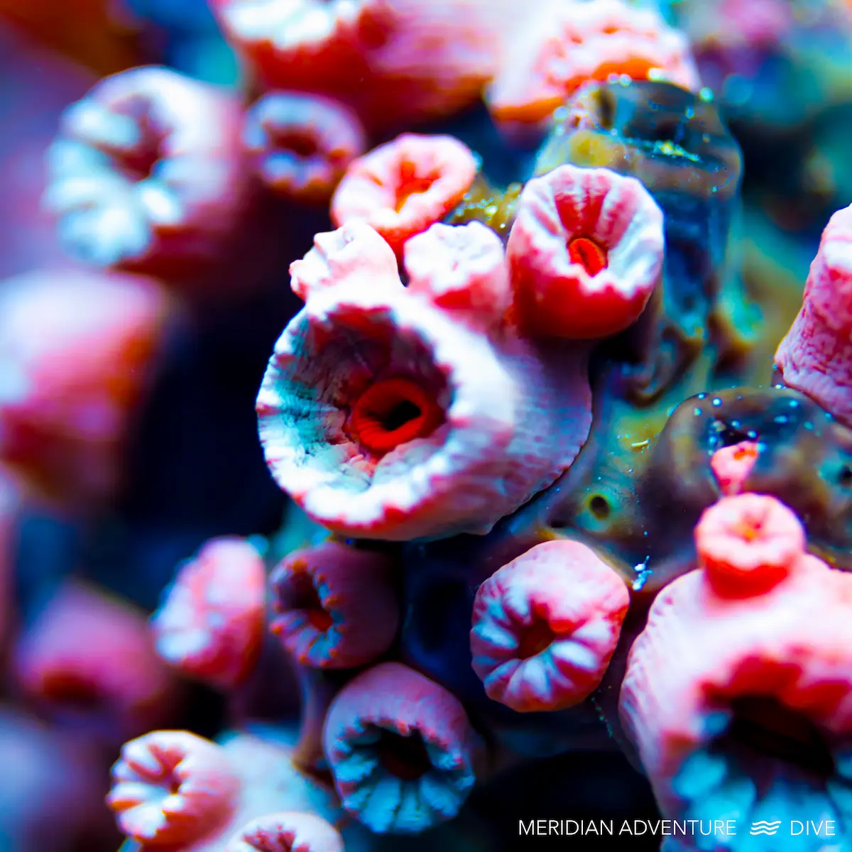 Close-up coral reef texture and coral polyps in Raja Ampat
