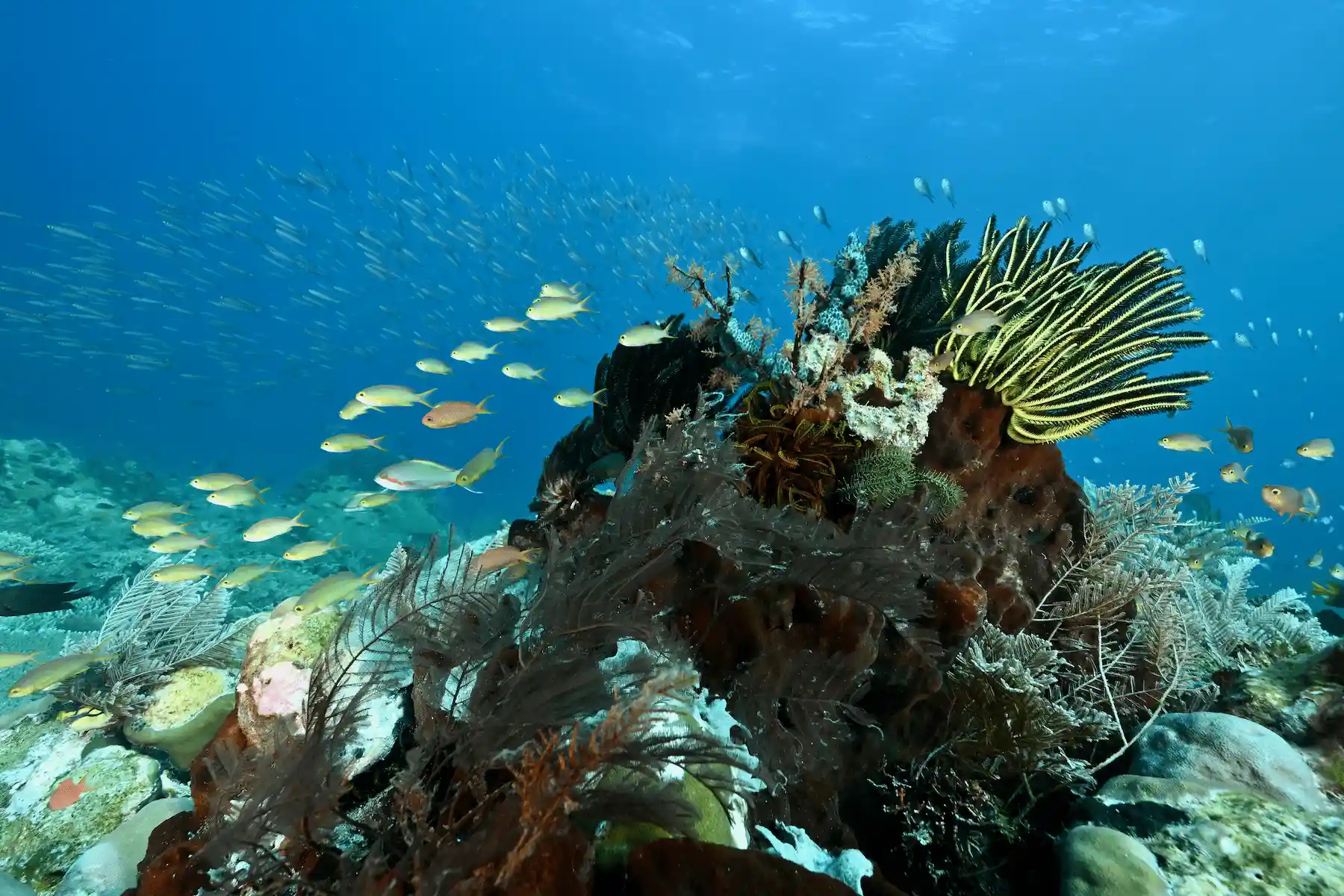 Healthy coral reef in Raja Ampat for a Raja Ampat Travel Guide about reef care
